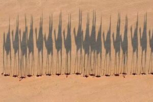 Agentia Buticul de Călătorii