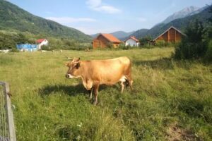 ASOC. PT. PROMOVAREA ŞI DEZVOLTAREA TURISMULUI DIN JUD. BV