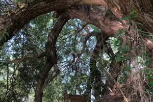 Canoe Recaș | Bega Sălbatică | Equilibrium