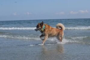 Căsuța Noastră de la Corbu