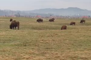 Centrul de Informare Turistică Vama Buzăului
