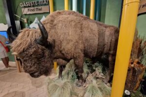 Centrul de Vizitare Casa Zimbrului