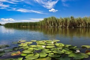 Danube Delta Wildlife Boat Tours