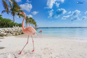 Dunarea Albastra Srl