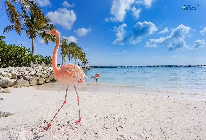 Dunarea Albastra Srl