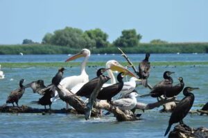 Excursii si plimbari cu barca Murighiol