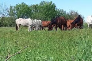 Feh&eacute;r Pegazus Furioso North Star Lovas Tanya