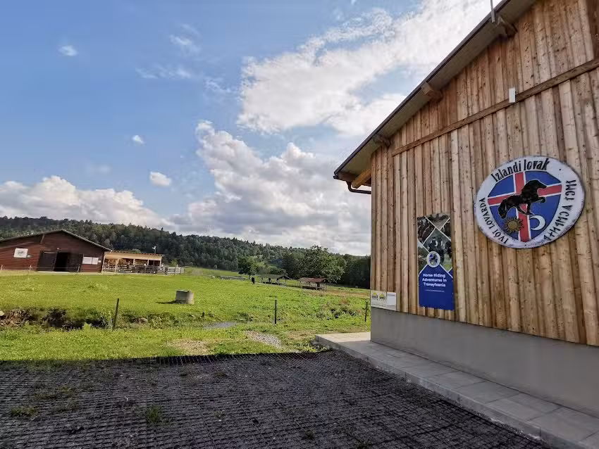 Manejul de cai islandezi Iv&oacute;