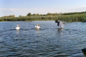 Plimbari cu barca,,Theo&Justin Delta Trip