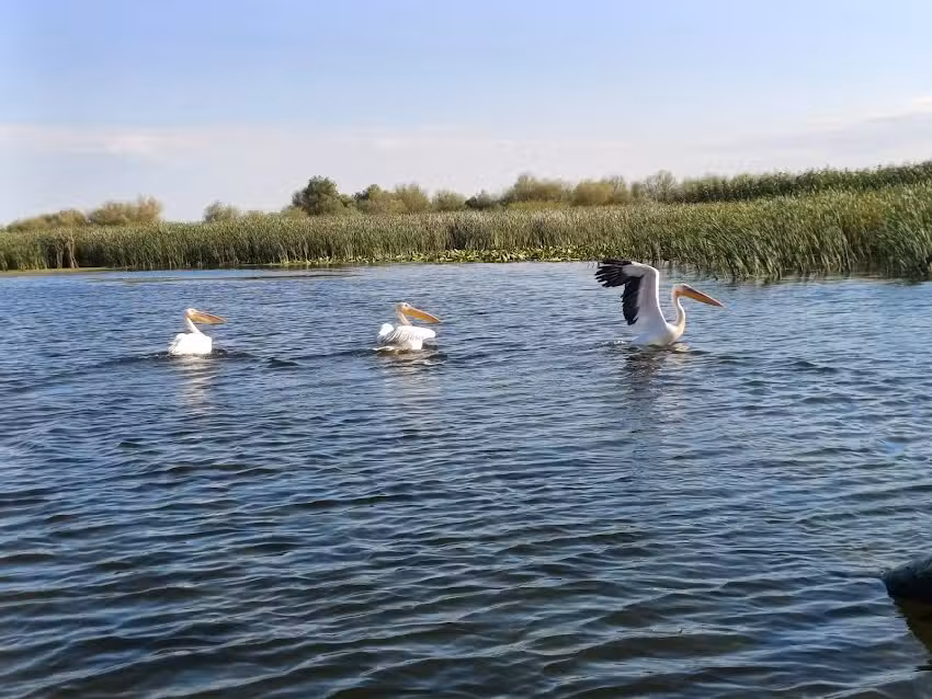 Plimbari cu barca,,Theo&Justin Delta Trip