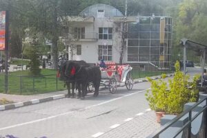 Trăsura Cai – Plimbări cu Trasura