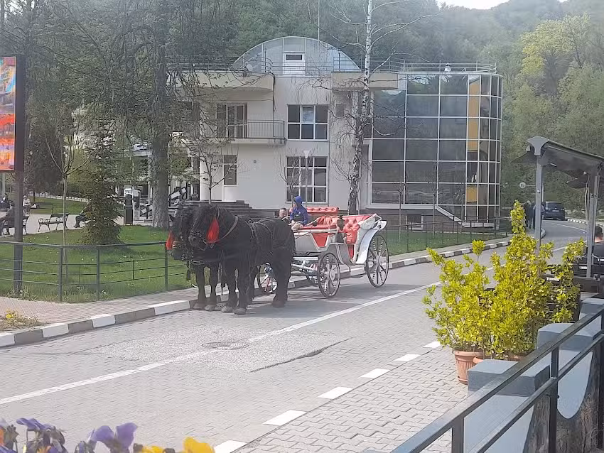 Trăsura Cai &ndash; Plimbări cu Trasura